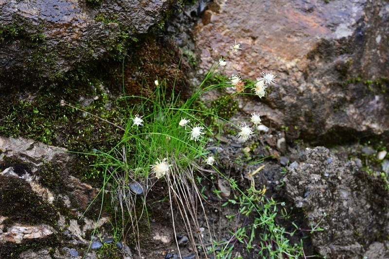 Juncus leucanthus photo 2