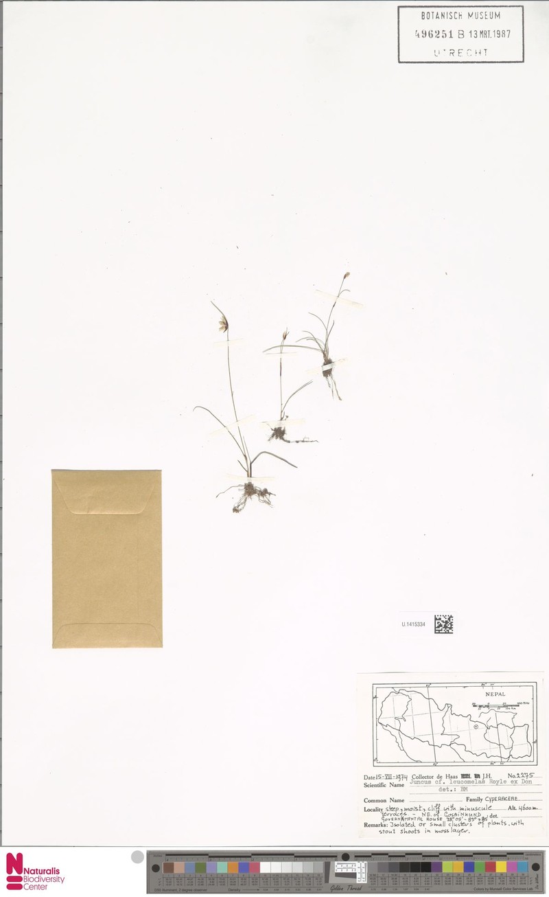 Juncus leucomelas