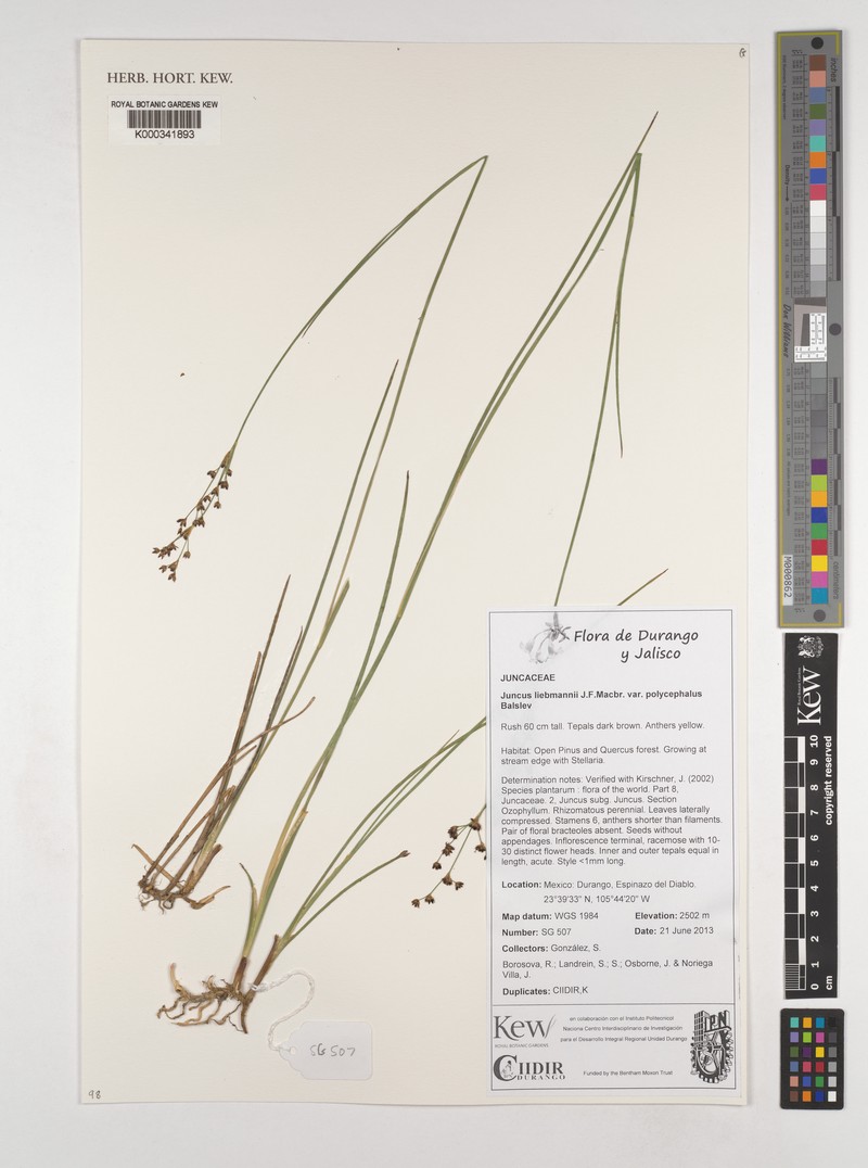 Juncus liebmannii