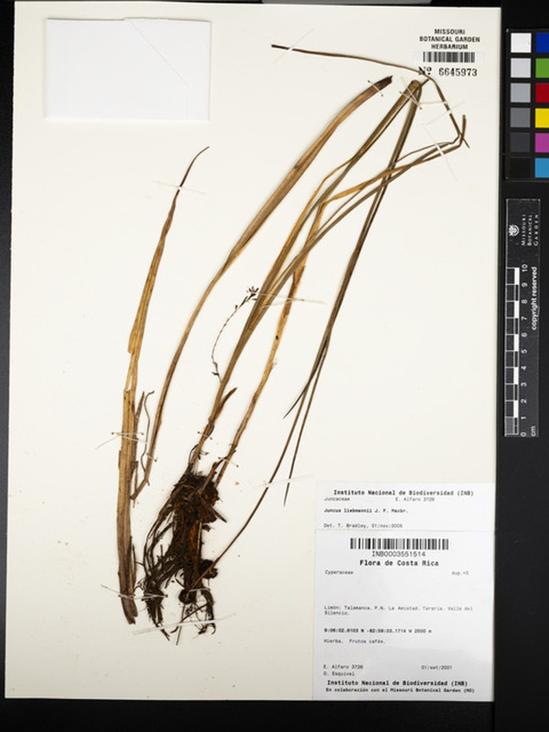 Juncus liebmannii photo 2