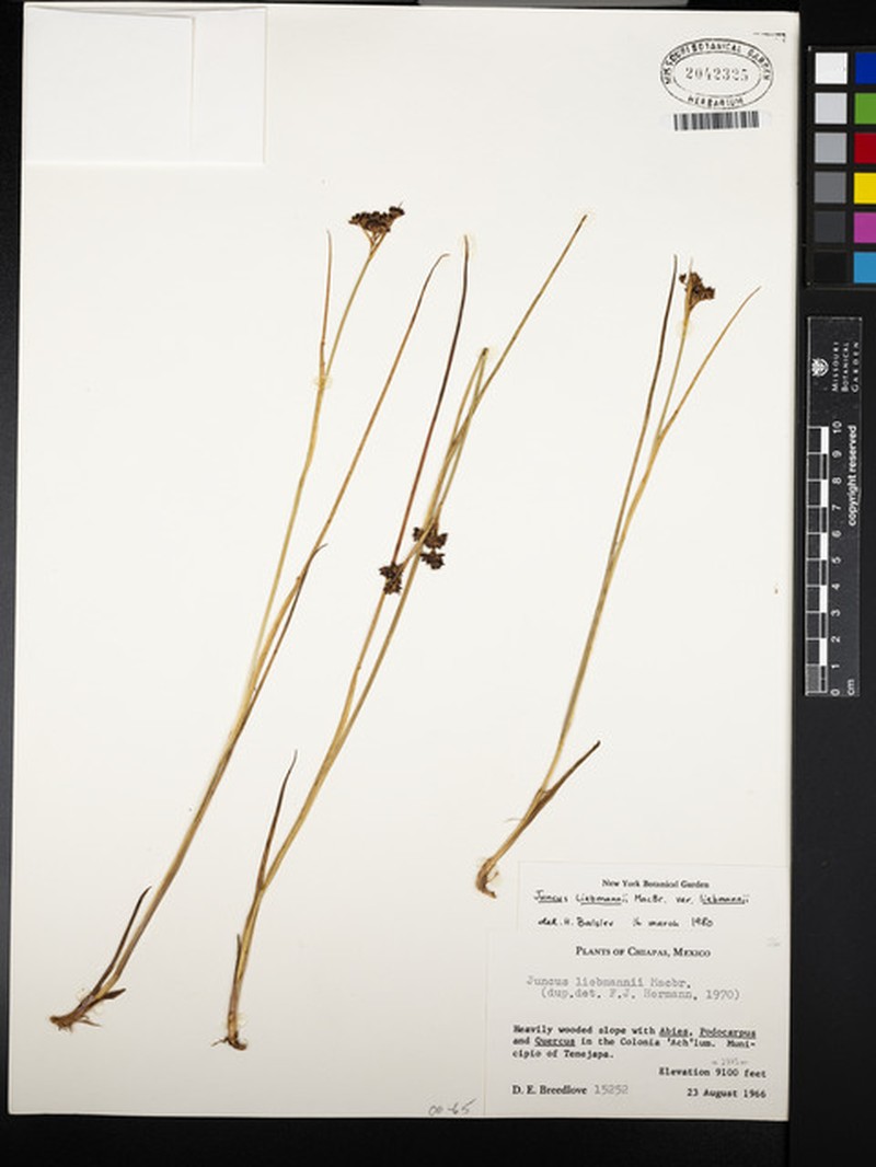Juncus liebmannii var. liebmannii