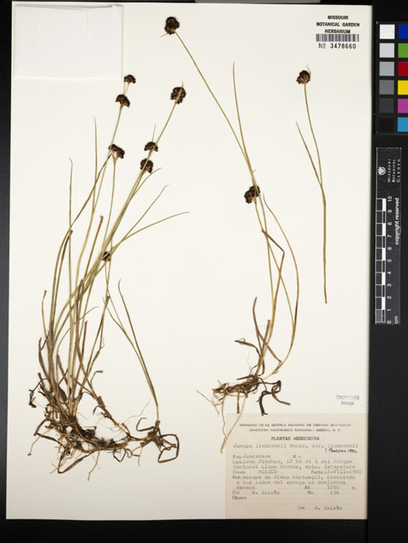 Juncus liebmannii var. liebmannii photo 3