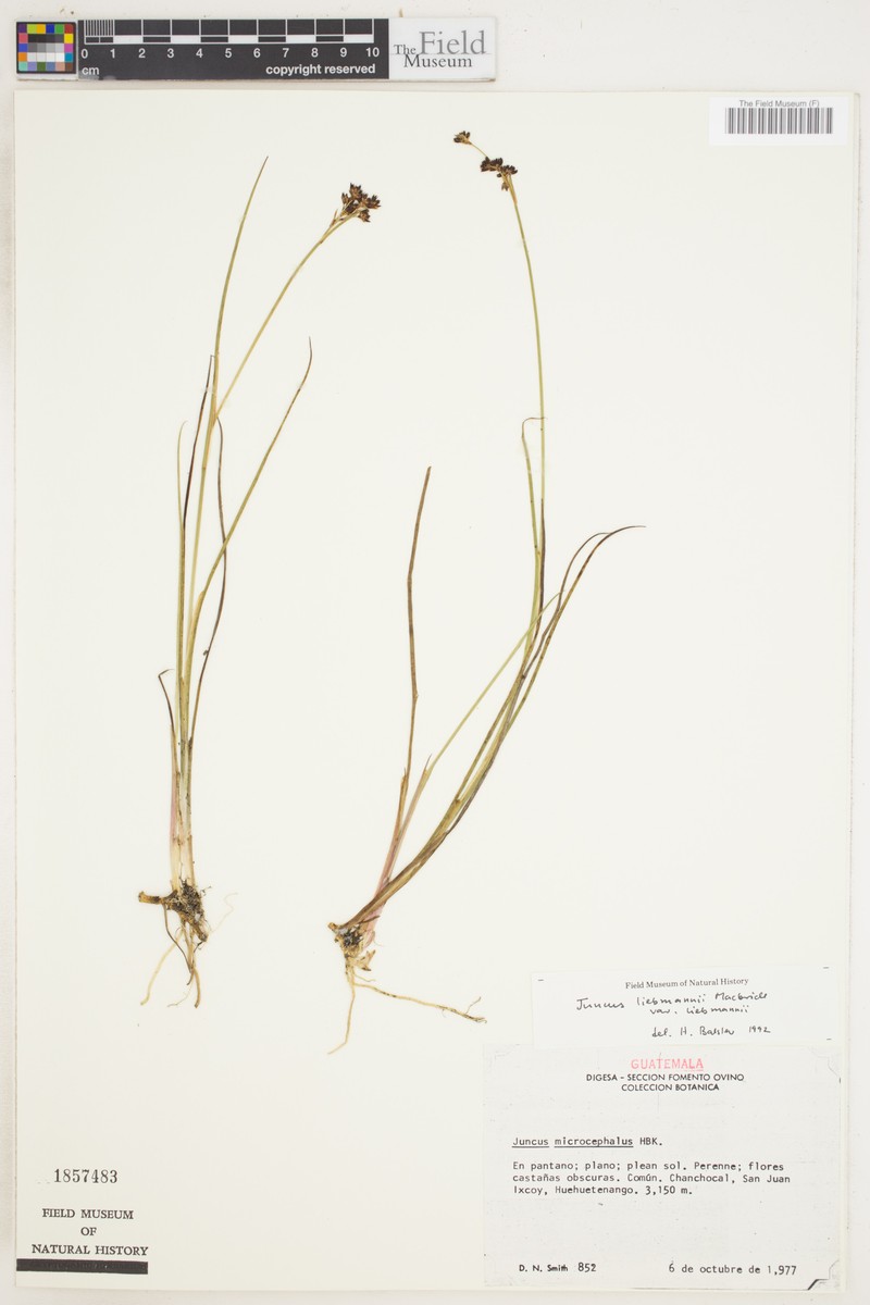Juncus liebmannii var. liebmannii photo 4