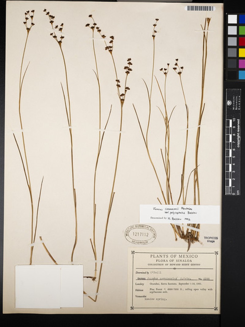Juncus liebmannii var. polycephalus