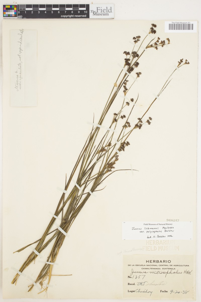 Juncus liebmannii var. polycephalus photo 2