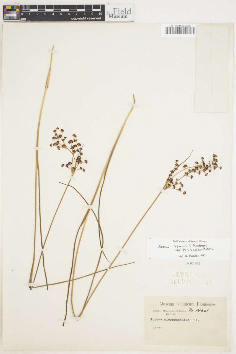 Juncus liebmannii var. polycephalus photo 3