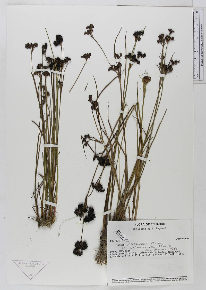 Juncus liebmannii var. quitensis
