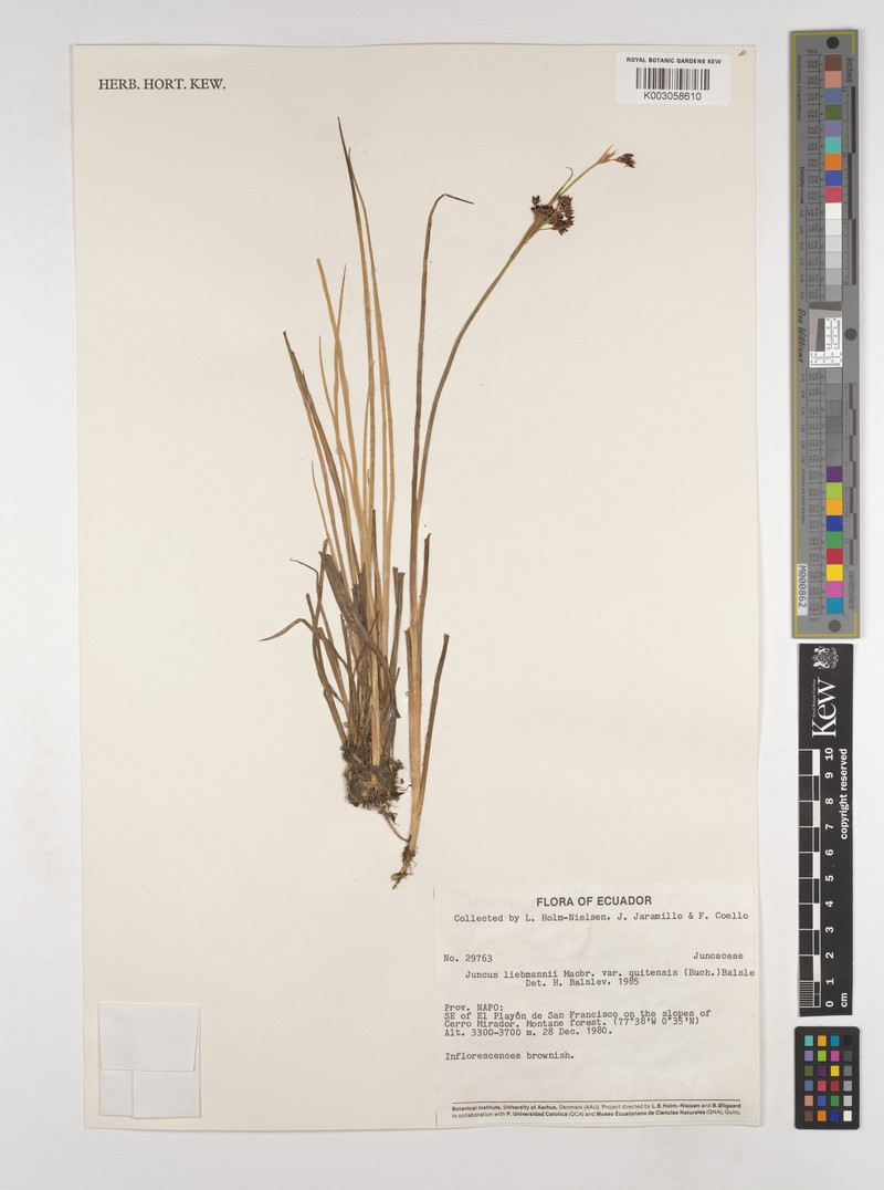 Juncus liebmannii var. quitensis photo 2