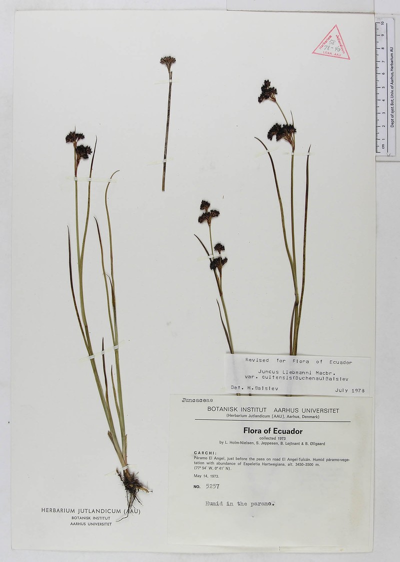 Juncus liebmannii var. quitensis photo 3