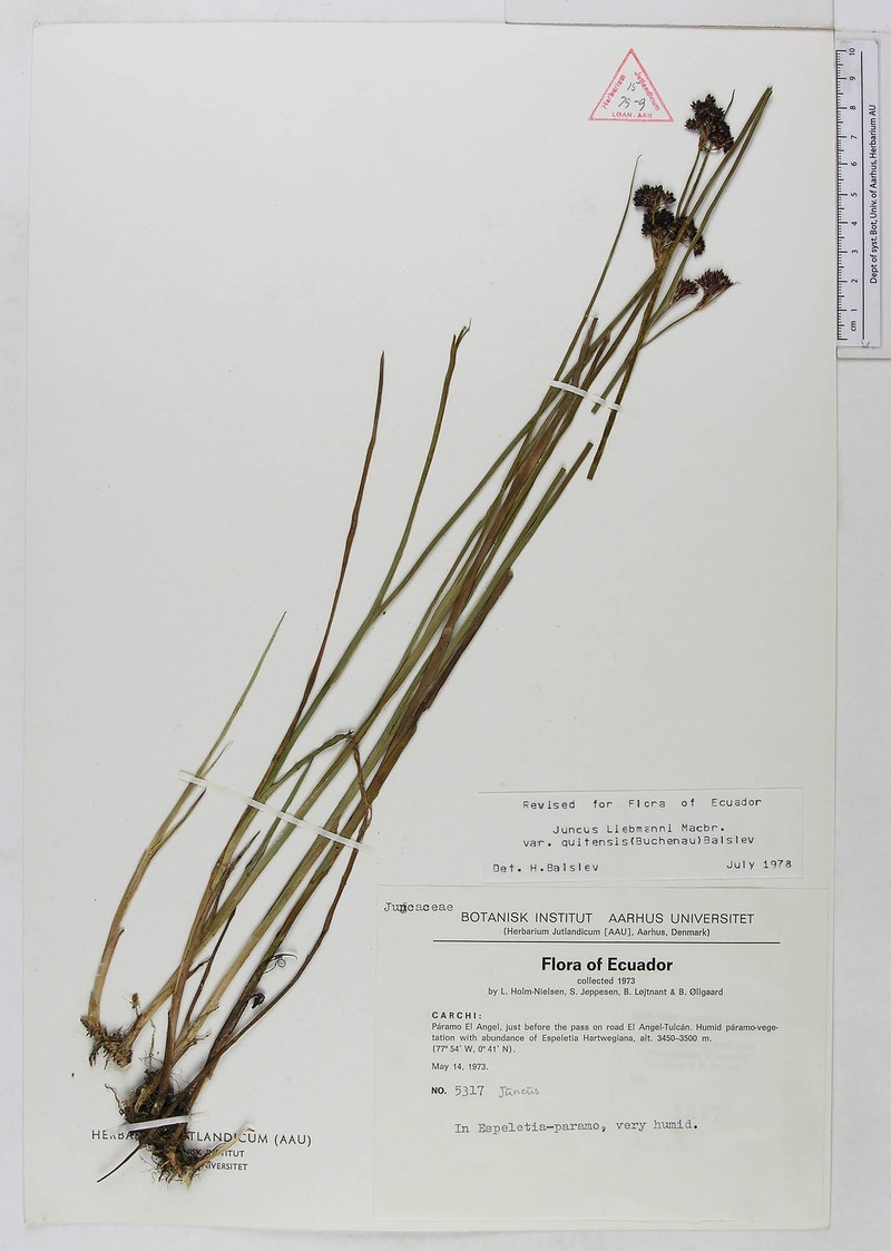Juncus liebmannii var. quitensis photo 4