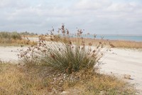 Juncus littoralis
