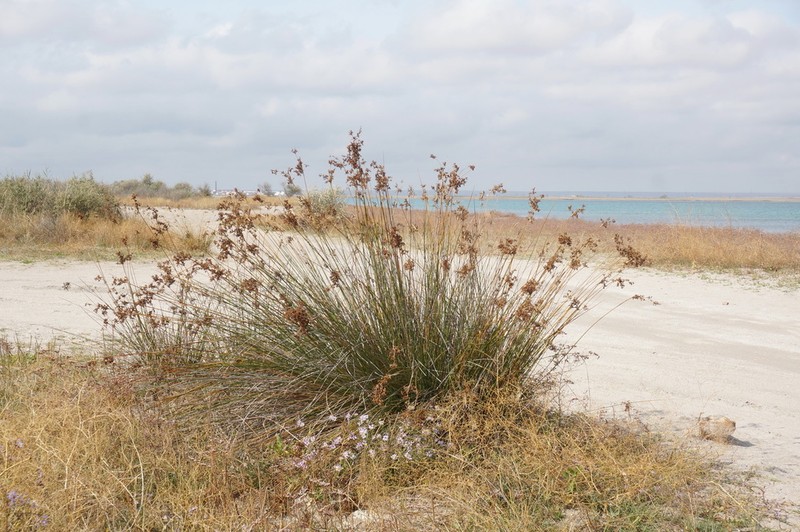 Juncus littoralis
