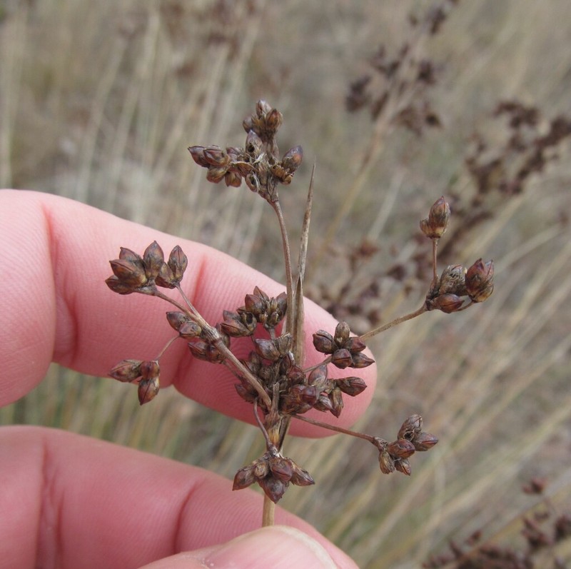 Juncus littoralis photo 2
