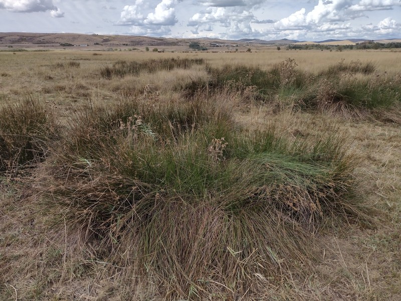Juncus littoralis photo 3