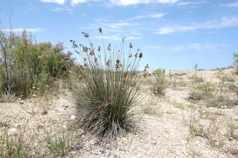 Juncus littoralis photo 4