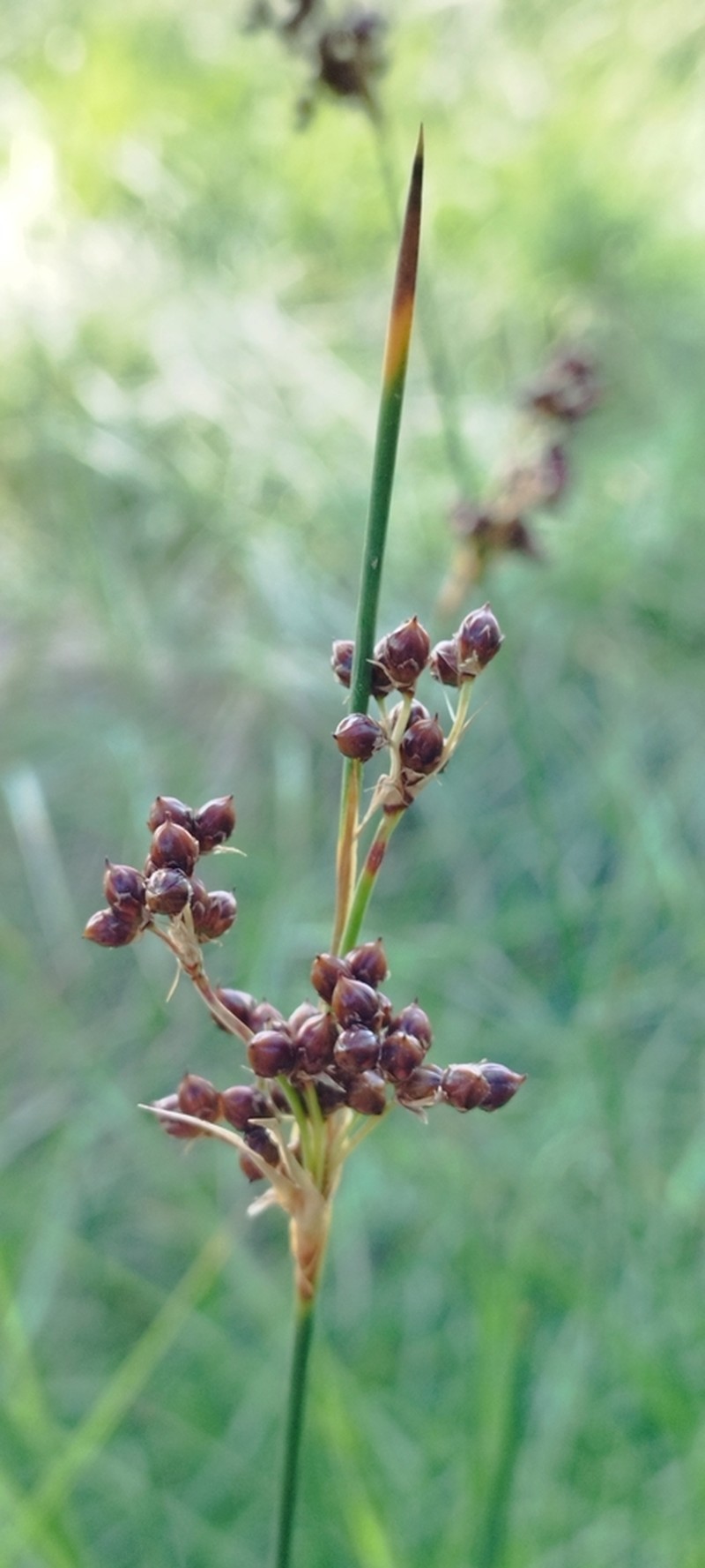 Juncus littoralis photo 5