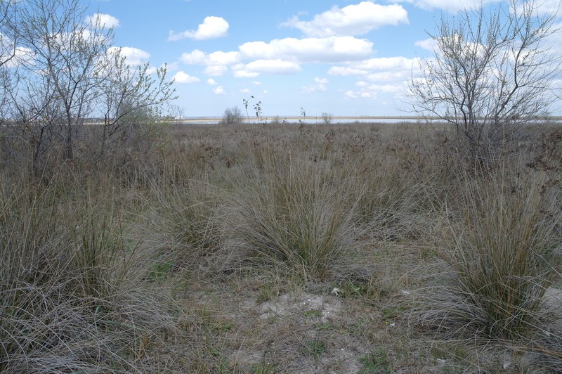 Juncus littoralis photo 6