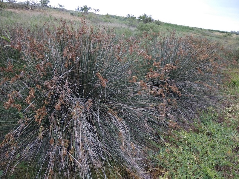 Juncus littoralis photo 7