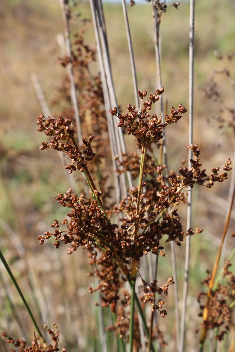 Juncus littoralis photo 8