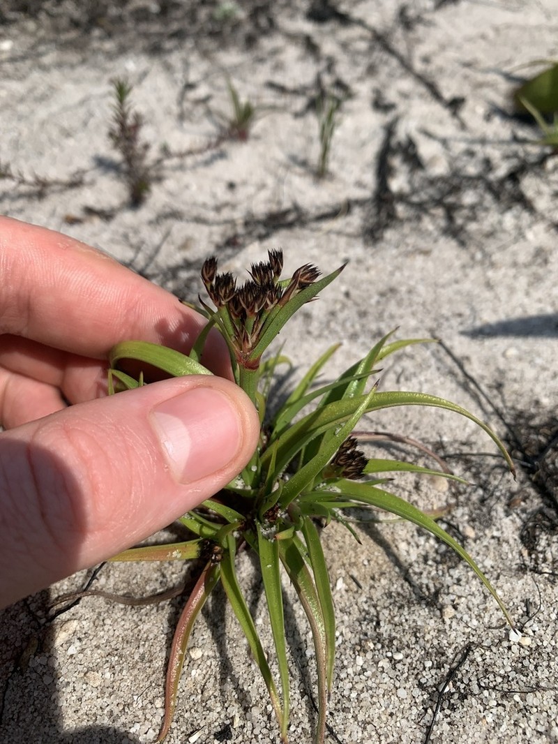 Juncus lomatophyllus