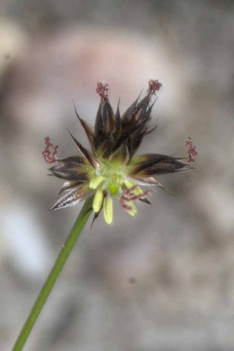 Juncus lomatophyllus photo 2
