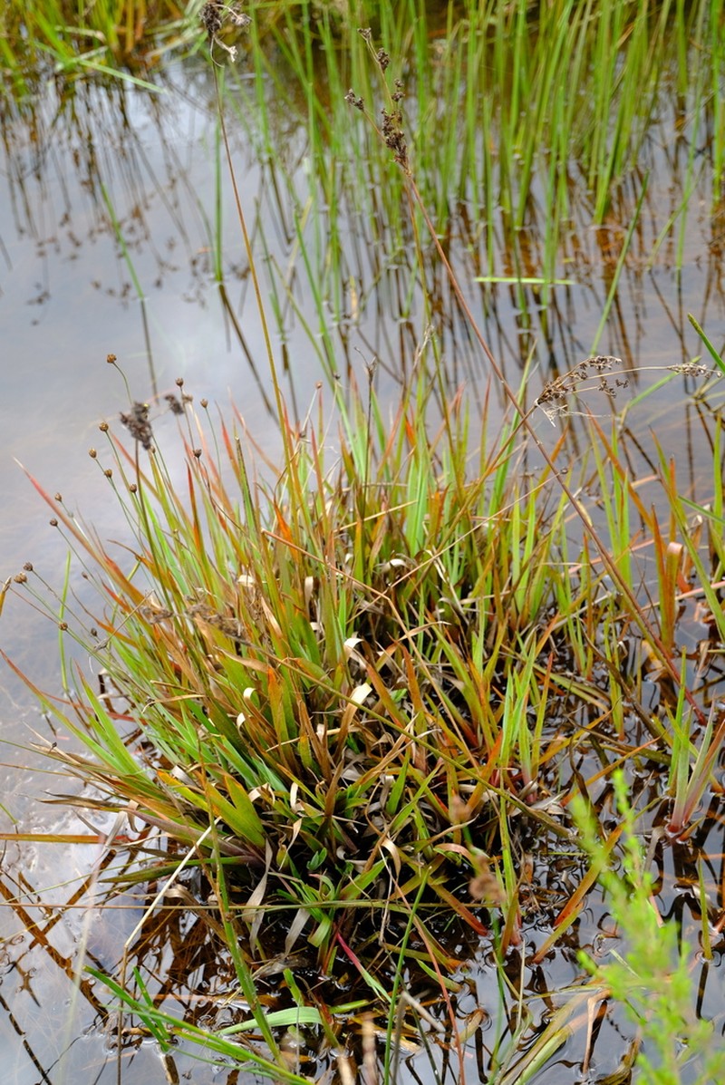 Juncus lomatophyllus photo 3