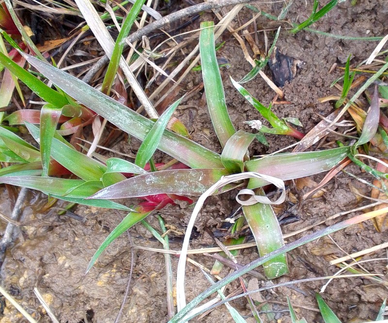 Juncus lomatophyllus photo 4