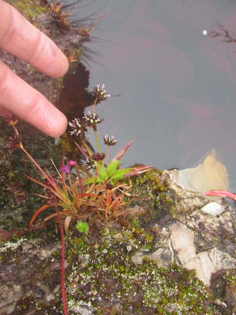 Juncus lomatophyllus photo 5