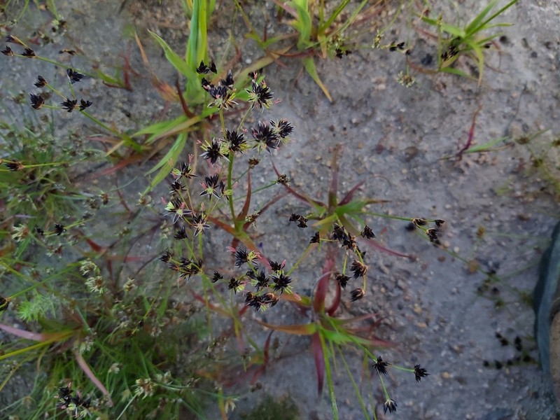 Juncus lomatophyllus photo 6