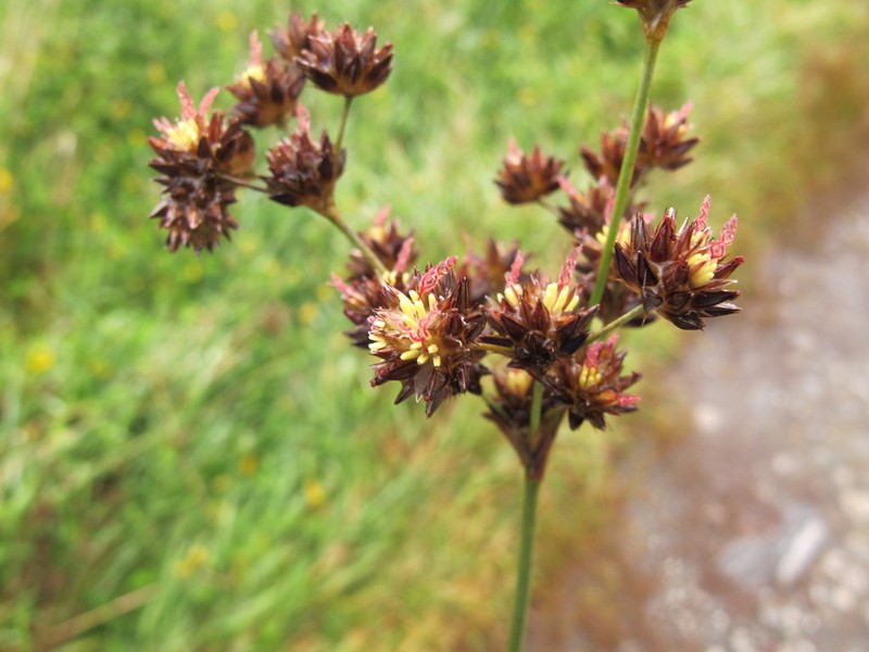 Juncus lomatophyllus photo 7