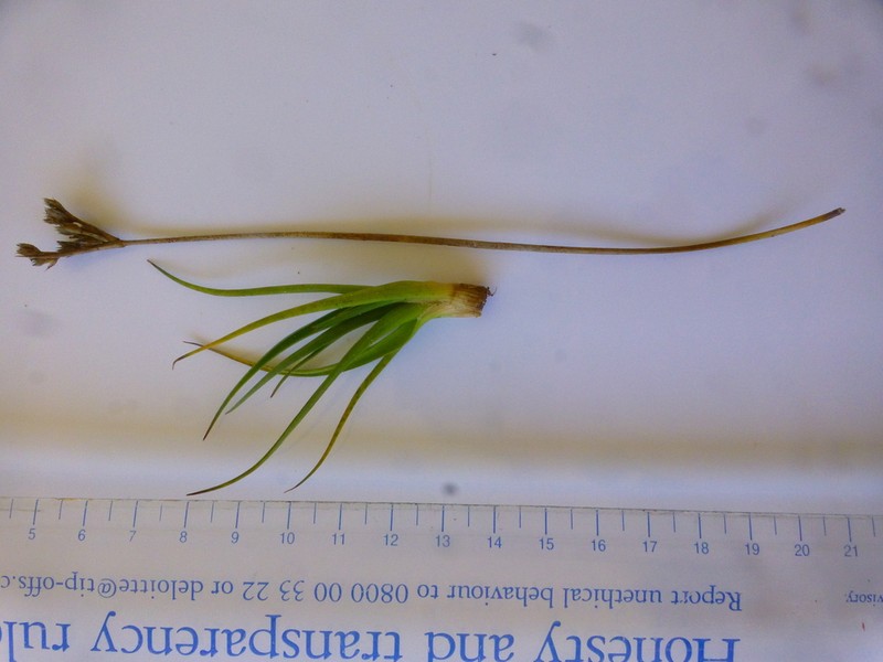 Juncus lomatophyllus photo 8