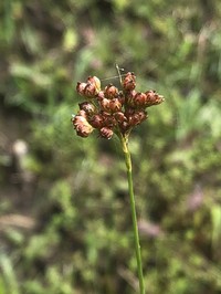 Long's Rush