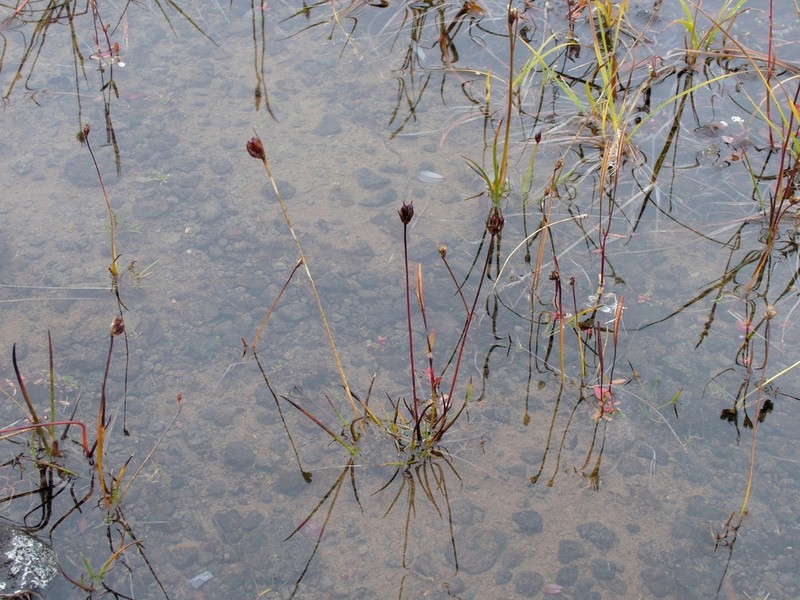 Juncus longirostris photo 2