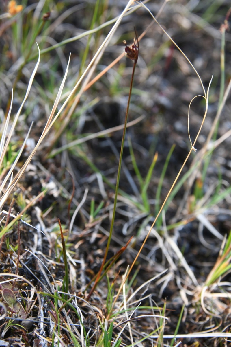 Juncus longirostris photo 3