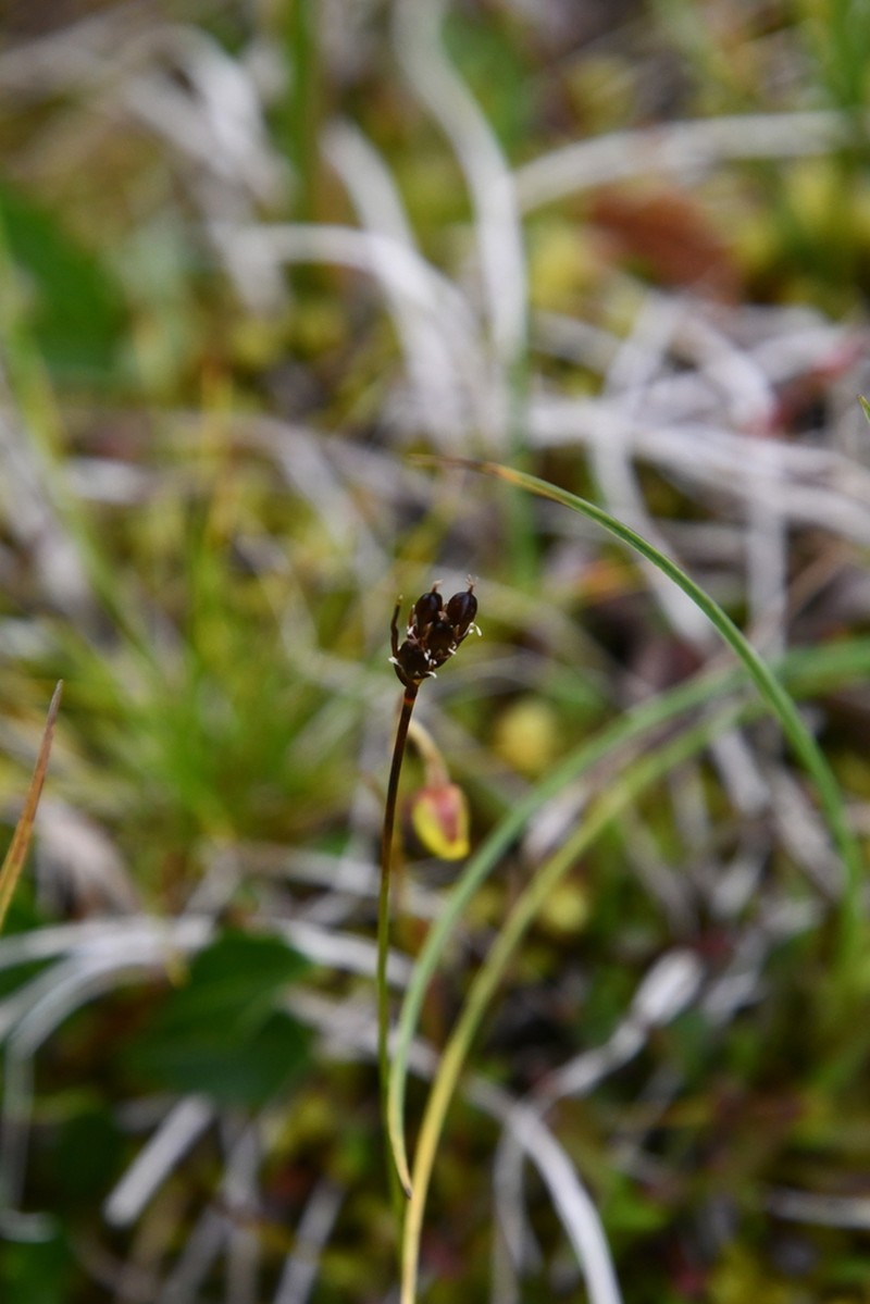 Juncus longirostris photo 4