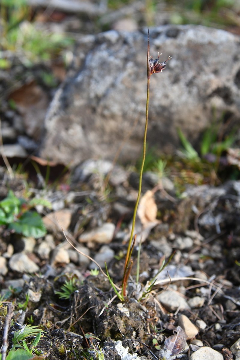 Juncus longirostris photo 5