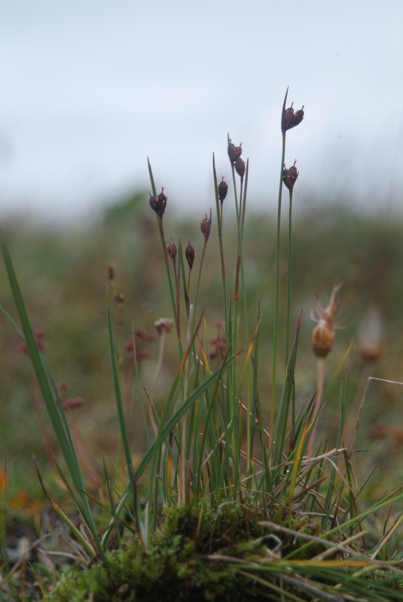 Juncus longirostris photo 6