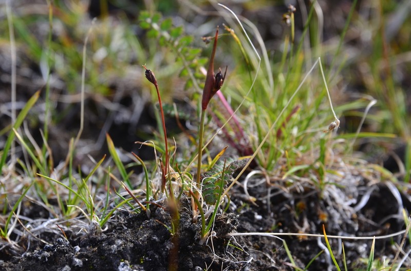 Juncus longirostris photo 7