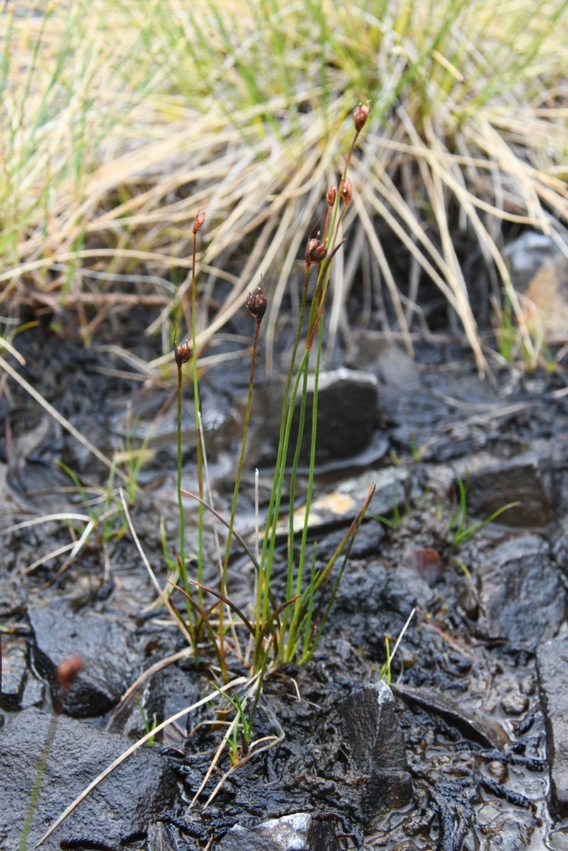 Juncus longirostris photo 8