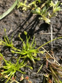Santa Lucia Dwarf Rush
