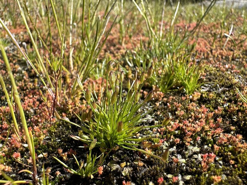 Santa Lucia Dwarf Rush photo 2