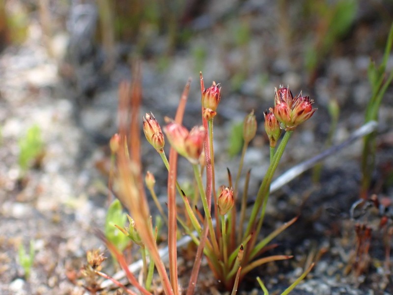 Santa Lucia Dwarf Rush photo 3