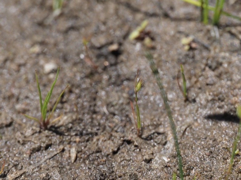Santa Lucia Dwarf Rush photo 4