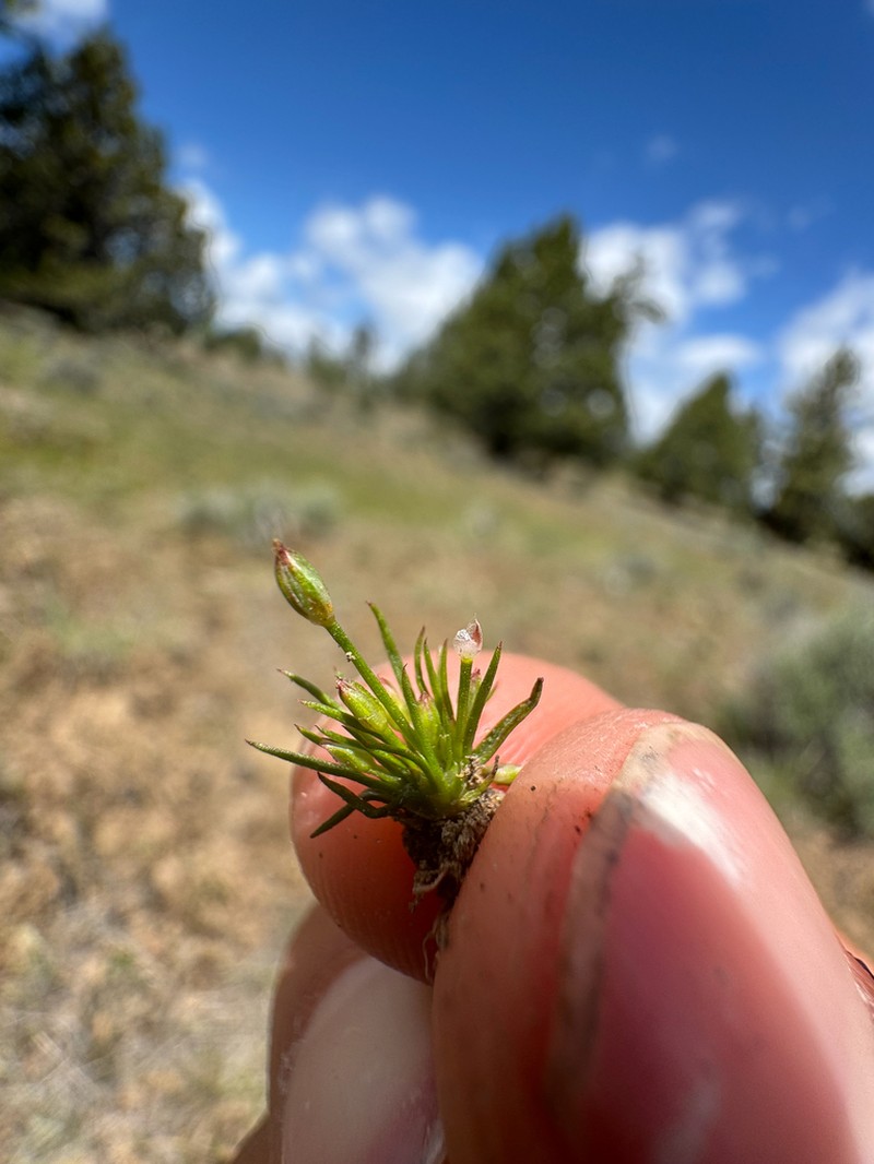 Santa Lucia Dwarf Rush photo 5