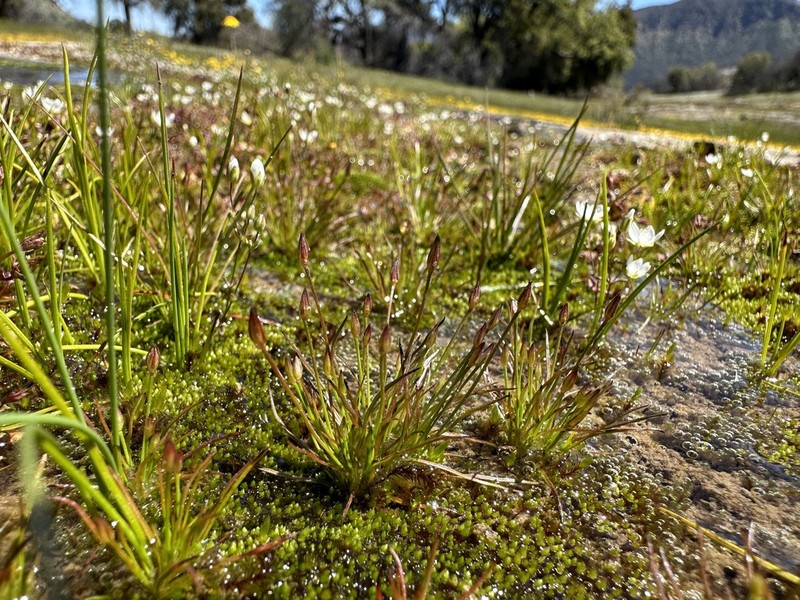 Santa Lucia Dwarf Rush photo 6