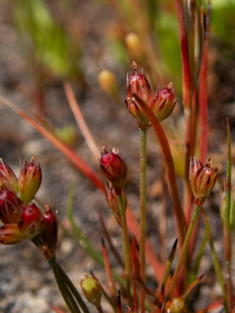 Santa Lucia Dwarf Rush photo 7