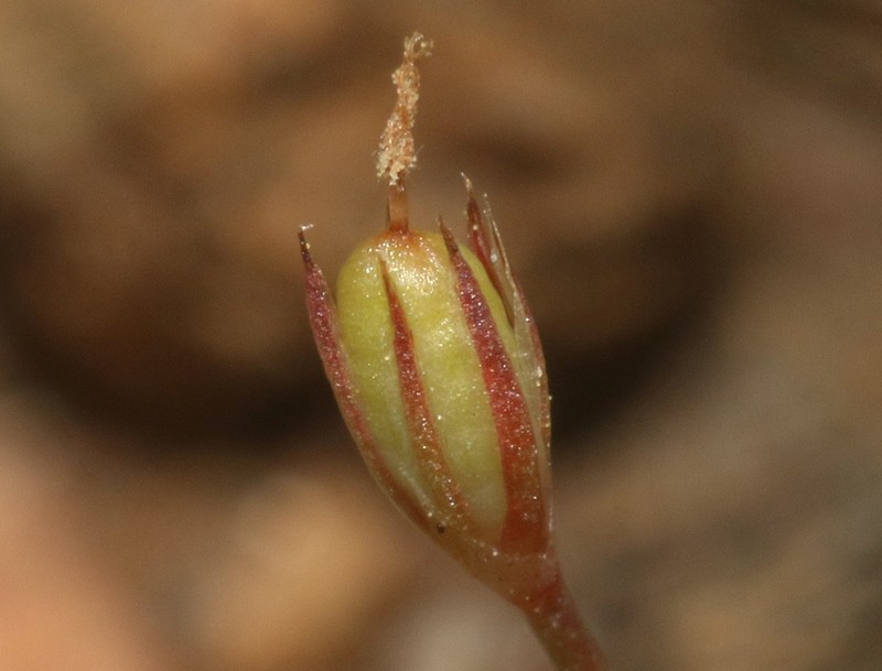 Santa Lucia Dwarf Rush photo 8