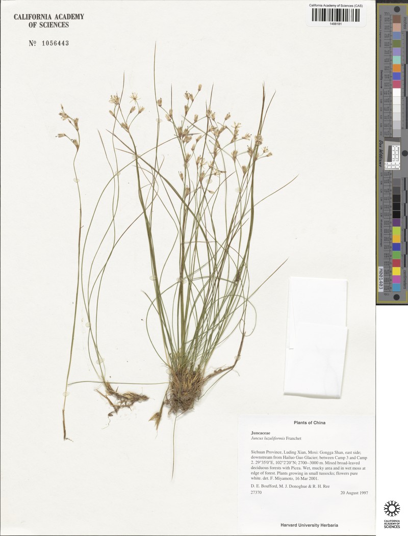 Juncus luzuliformis