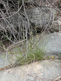 Longleaf Rush