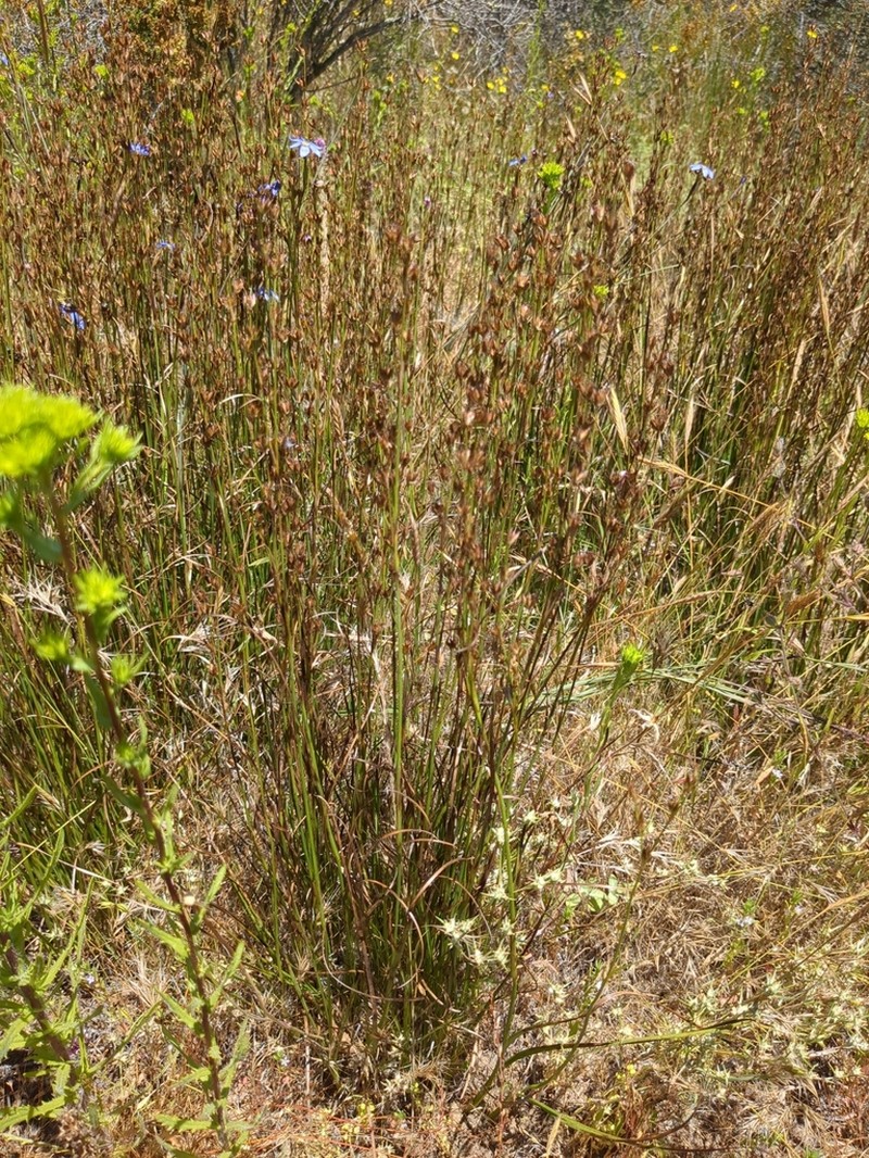 Longleaf Rush photo 2